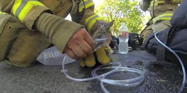 Vidéo : un pompier ressuscite un chaton