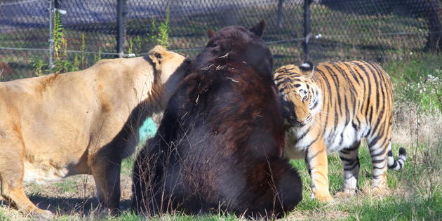 L'incroyable amitié d'un ours, d'un lion et d'un tigre
