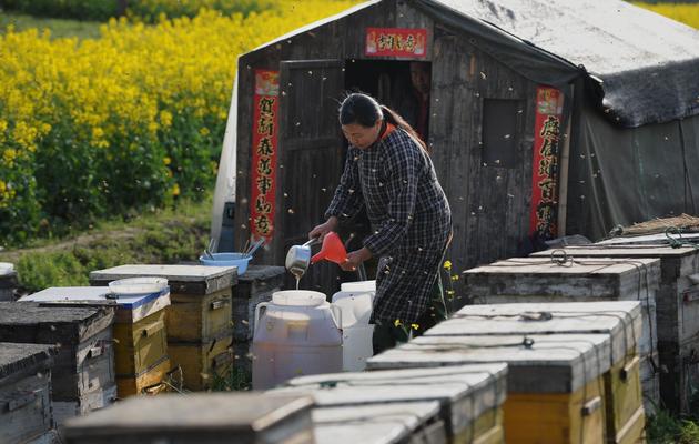 Un apiculteur chinois [AFP / AFP/Archives]