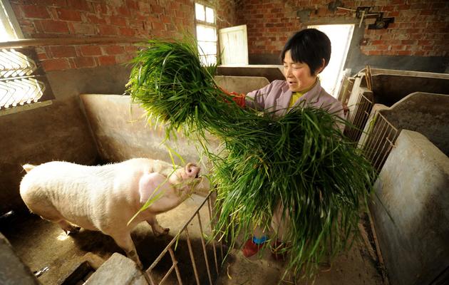 Pan Juying, éleveuse de porcs, nourrit ses animaux dans sa ferme, le 14 mars 2013 à Jiaxing [Peter Parks / AFP]