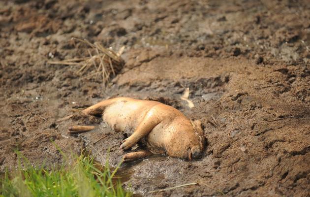 Un cadavre de porc à Jiaxing, le 14 mars 2013 [Peter Parks / AFP]
