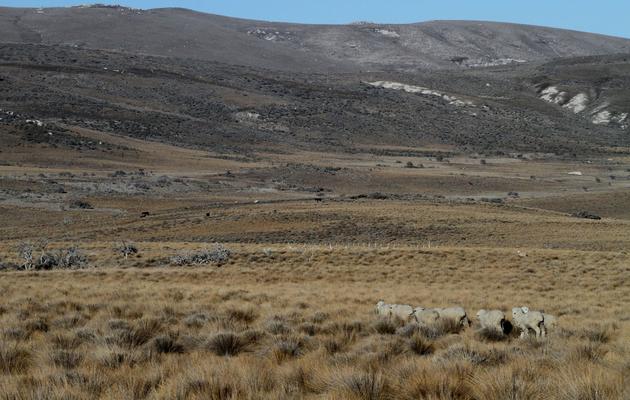 Des moutons dans une ferme près de San Carlos de Bariloche, en Patagonie argentine, le 20 juin 2011 [Francisco Ramos Mejia / AFP/Archives]