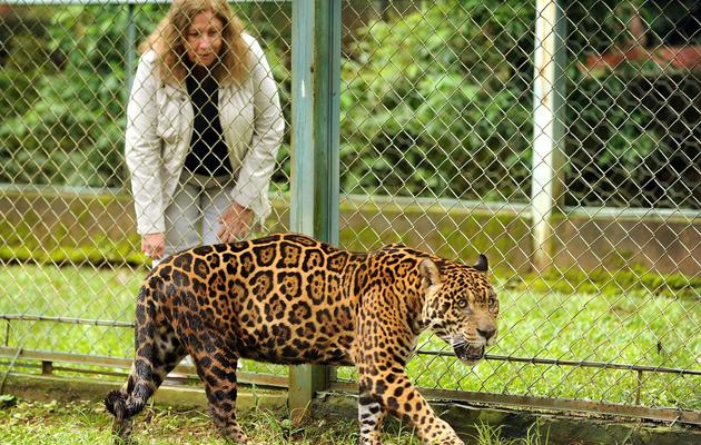 Cristina Gianni, fondatrice de l'organisation NEX, le 11 janvier 2013 avec l'un des jaguars hébergés dans sa ferme, à 80 km de Brasilia [Evaristo Sa / AFP]