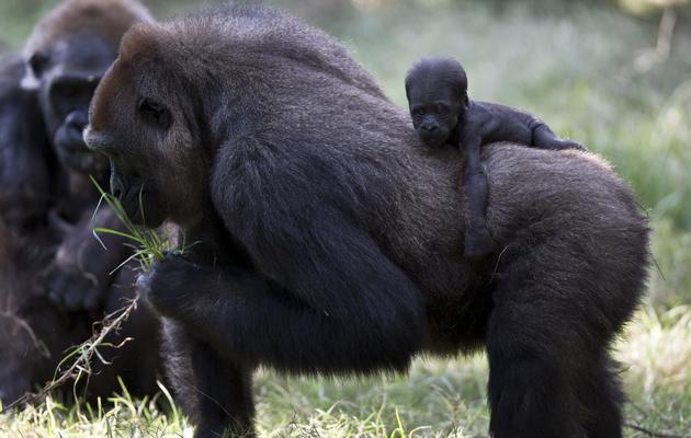 Des gorilles [Jack Guez / AFP/Archives]