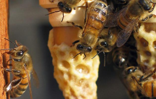 Des abeilles dans une ruche [Franck Aletru / AFP/Archives]