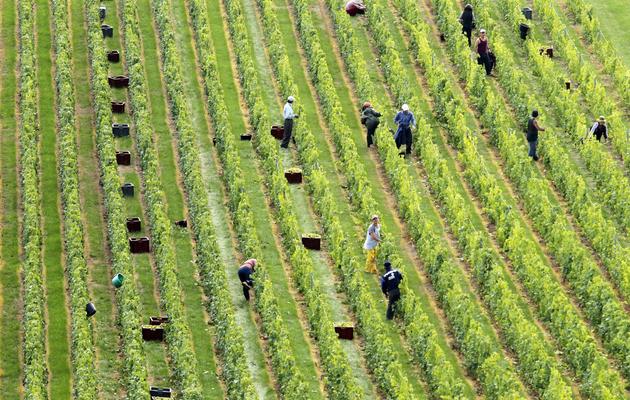 Des travailleurs dans les vignes de Montgueux, en région Champagne-Ardennes, le 13 septembre 2010 [Francois Nascimbeni / AFP/Archives]