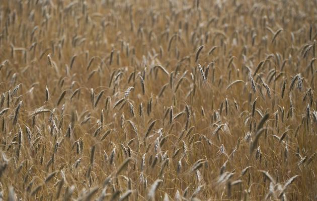 Un champ de blé dans le sud de la France [Joel Saget / AFP/Archives]