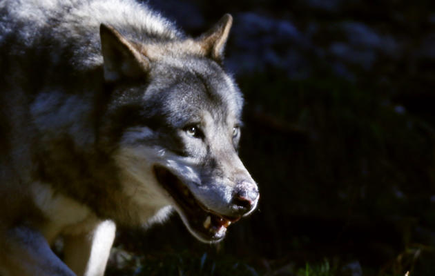 Un loup dans le parc de Mercantour, dans le sud de la France, le 13 novembre 2012 [Valery Hache / AFP/Archives]