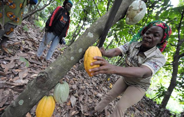 Une Ivoirienne cueille une cosse de cacao dans un champ près de Boko, le 18 octobre 2008 [Issouf Sanogo / AFP/Archives]