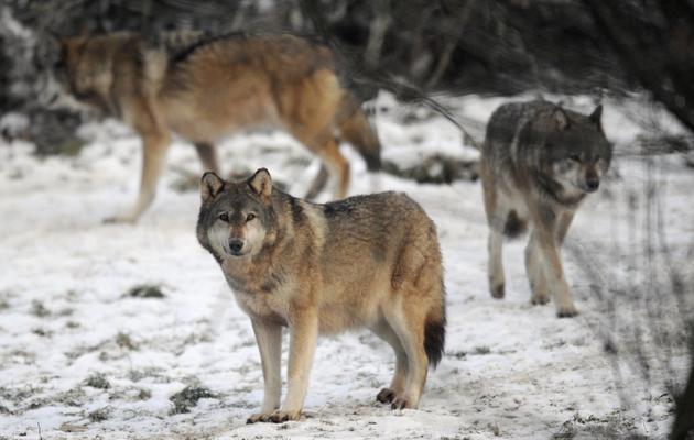 Des loups dans le parc animalier de Sainte-Croix, à Rhodes, dans l'est de la France, le 12 décembre 2012 [Jean-Christophe Verhaegen / AFP/Archives]