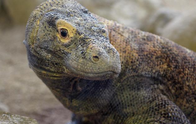 Un dragon de Komodo [Joe Klamar / AFP/Archives]
