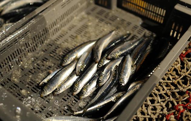Des sardines sur un bateau de pêche [Jean-Sebastien Evrard / AFP]