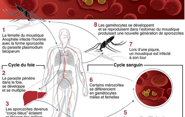 Infographie présentant les différentes étapes de développement du parasite responsable du paludisme et son mode de contamination chez l'homme  [ / AFP]