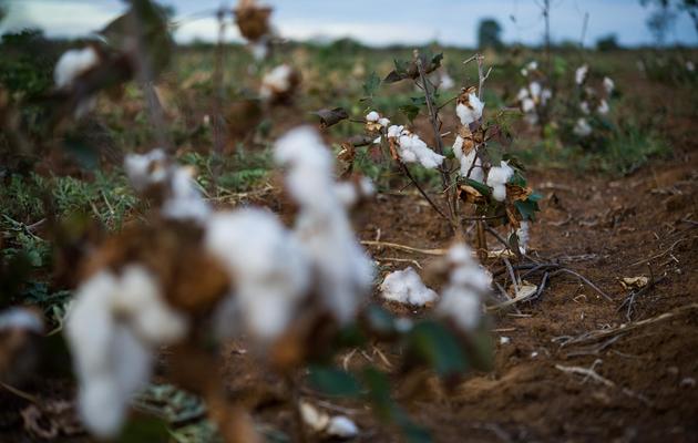 Un champ de coton abandonné à cause de la sécheresse dans l'Etat brésilien de Rio Grande do Norte, le 29 juin 2012 [Yasuyoshi Chiba / AFP/Archives]
