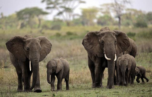 Des éléphants dans la réserve nationale de Serengeti, dans le nord de la Tanzanie, le 25 octobre 2010 [Tony Karumba / AFP/Archives]