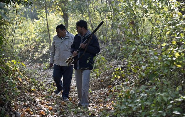 Des gardes forestiers cherchent la piste d'un tigre mangeur d'hommes près de Barahpur, le 1er février 2014 dans le nord de l'Inde [PRAKASH SINGH / AFP]