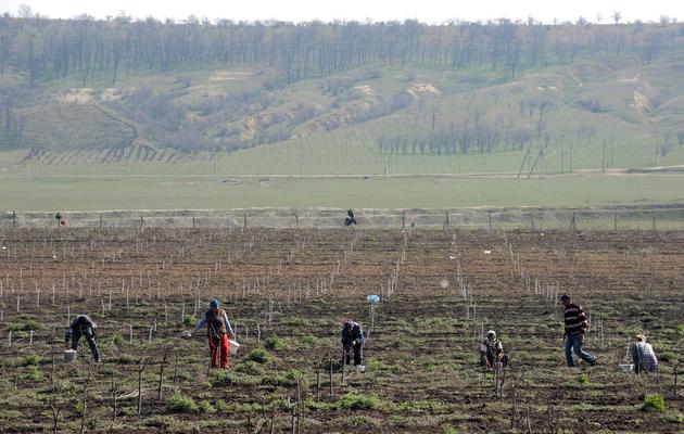 Travail dans les champs près de Comrat, la principale ville de Gagaouzie, une région autonome de Moldavie où la nostalgie de l'URSS est forte, le 8 avril 2014 [Daniel Mihailescu / AFP]