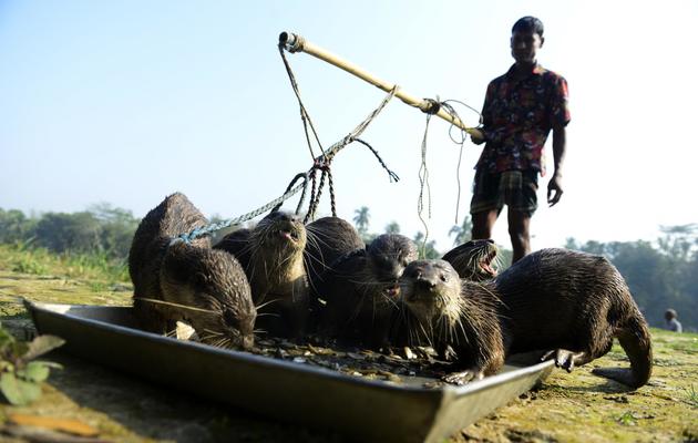 Des pêcheurs bangladais nourrissent leurs loutres à Narail le 11 mars 2014 [Munir Uz Zaman / AFP]