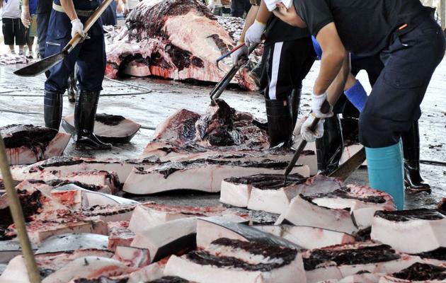 Des pêcheurs japonais découpent de la viande de baleine dans le port de Wada, à l'est de Tokyo, le 25 juin 2008 [Yoshikazu Tsuno / AFP/Archives]