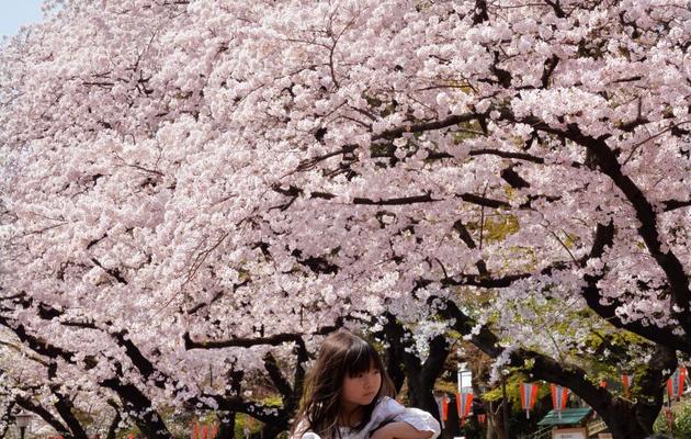 Des personnes sous des cerisiers en fleurs dans un parc de Tokyo, le 2 avril 2014   [Yoshikazu Tsuno / AFP]