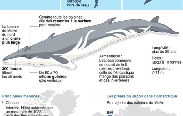 Graphique présentant les caractéristiques de la baleine de Minke et chiffres de capture par le Japon [G.Roma/A.Leung/J.Saeki / AFP]