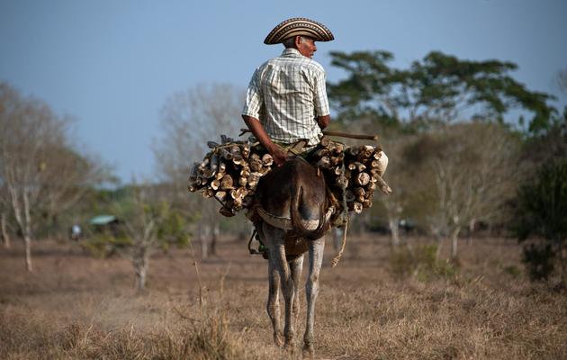 Un fermier colombien à la ferme Santa Paula, près de Monteria, où vit une soixantaine de familles de fermiers déplacés, le 28 mars 2014 [Guillermo Legaria / AFP]