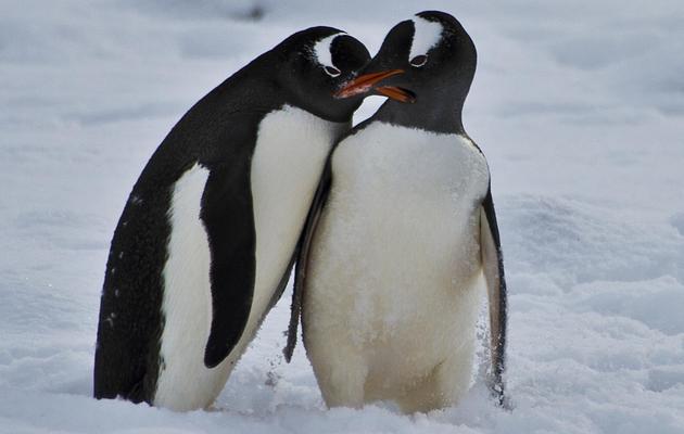 Deux pingouins, véritables autochtones, tout à leur moment de tendresse, semblent indifférents à l'arrivée des hommes sur le continent de glace, le 13 mars 2014 près de la base chilienne Président Eduardo Frei [Vanderlei Almeida / AFP/Archives]