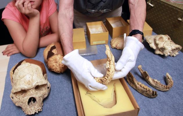 Un paléontologue montre, le 16 juillet 2013, une mâchoire découverte en 1971 à Tautavel [Raymond Roig / AFP]