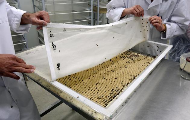 Le directeur industriel de Biotop, Eric Thouvenin, montre une boîte d'élevage de coccinelles le 24 juillet 2013 sur le site de Livron-sur-Drôme [Philippe Desmazes / AFP]