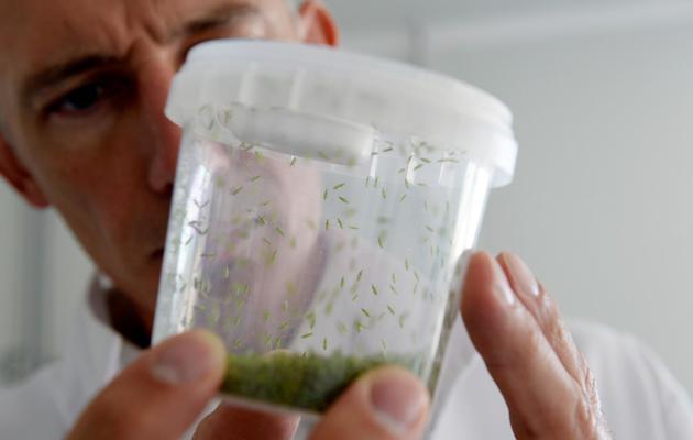 Le directeur industriel de Biotop, Eric Thouvenin, montre une boîte d'élevage de punaises Macrolophus Pygmaeus le 24 juillet 2013 sur le site de Livron-sur-Drôme [Philippe Dezmazes / AFP]