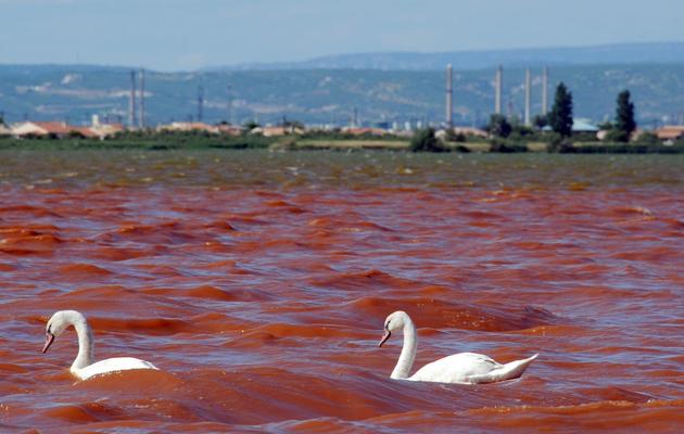Des cygnes sur les eaux polluées de l'étang de Bolmon, le 29 juillet 2013 [ANNE-CHRISTINE POUJOULAT / AFP]