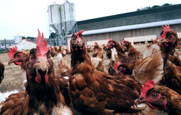L'exploitation de l'éleveur de poules Sébastien Saliou à Louannec, dans l'ouest de la France, le 27 août 2013 [Fred Tanneau / AFP/Archives]