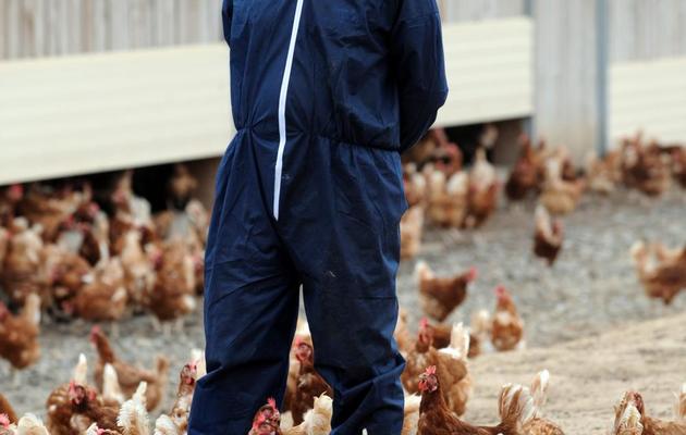 L'éleveur de poules Sébastien Saliou dans son exploitation de Louannec, dans l'ouest de la France, le 27 août 2013 [Fred Tanneau / AFP/Archives]