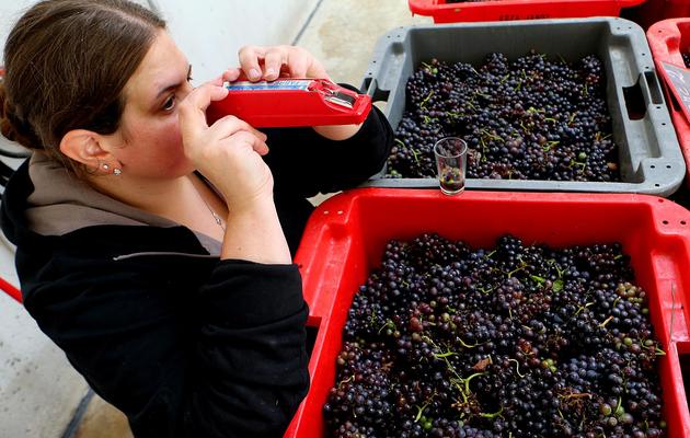 Anne-Lise Koza-Janot mesure le niveau de sucre dans le raisin qui vient d'être cueilli, à Buxeuil le 24 septembre 2013 [François Nascimbeni / AFP]
