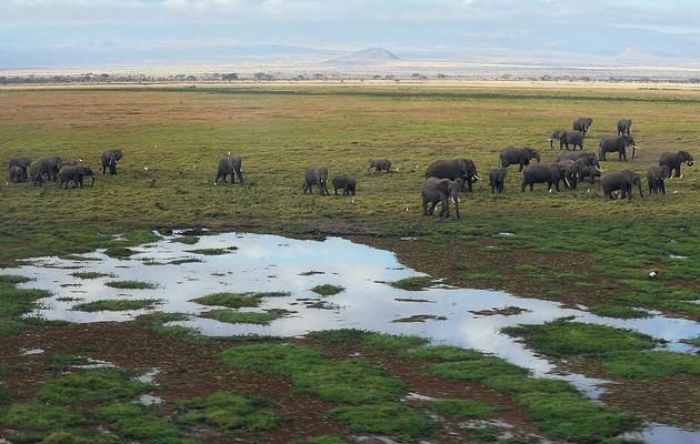 Troupeau d'éléphants dans le parc national Amboseli, au Kenya, le 8 octobre 2013 [Tony Karumba / AFP/Archives]
