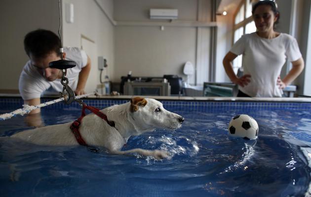 Un chien dans une piscine à Maisons-Alfort, en banlieue parisienne, le 23 octobre 2013 [Thomas Samson / AFP]