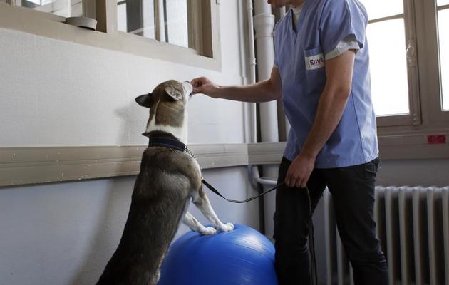 Un chien fait des exercices avce un ballon à Maisons-Alfort, dans un centre, le 23 octobre 2013 [Thomas Samson / AFP]
