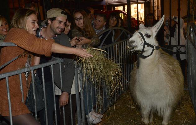 Des Bordelais nourrissent Serge le lama, devenu célèbre après une escapade en tramway, le 7 novembre 2013 [Mehdi Fedouach / AFP]