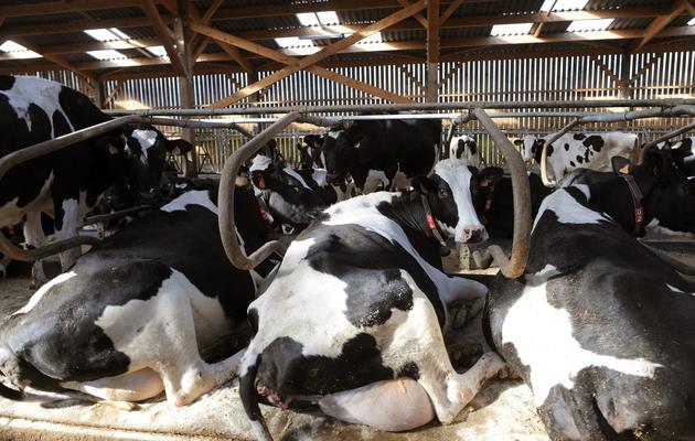 Des vaches se reposent sur leurs matelas dans une ferme du Val d'Izé le 18 février 2014 [Jean-François Monier / AFP]
