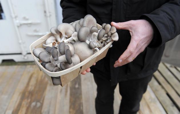 Des champignons de l'entreprise UpCycle ayant poussé sur des sacs remplis de marc de café à Saint-Rémy-lès-Chevreuse le 18 février 2014 [Eric Piermont / AFP]