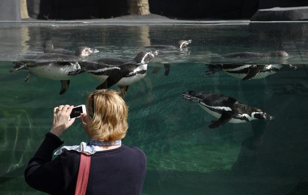 Des pingoins le 8 avril 2014 au zoo de Vincennes [Martin Bureau / AFP/Archives]