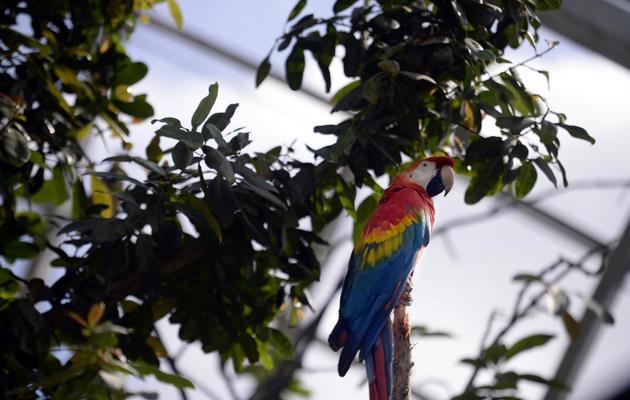 Un perroquet sur un arbre le 8 avril 2014 au zoo de Vincennes [Martin Bureau / AFP/Archives]
