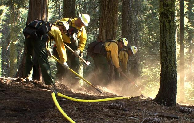 Tentative pour protéger des séquoias géants du "Rim Fire", le 26 août 2013   [ / US Forest Service/AFP]