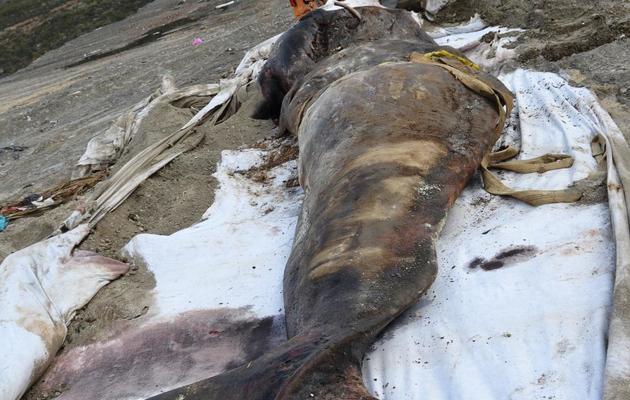 Un cachalot retrouvé échoué sur une plage d'Andalousie, le 7 mars 2013 [ / EBD-CSIC/AFP/Archives]
