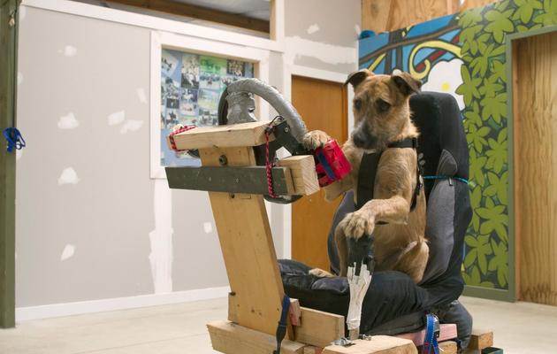 Photo fournie le 7 décembre 2012 par l'agence de publicité DraftFCB basée à Auckland montrant le dressage d'un chien à la conduite d'une voiture [ / DraftFCB/AFP]