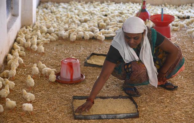 Une femme travaille le 12 janvier 2013 dans un élevage de poulets dans les environs de Pune, dans l'Etat du Maharashtra (ouest), dont Bombay est la capitale [Punit Paranjpe / AFP]