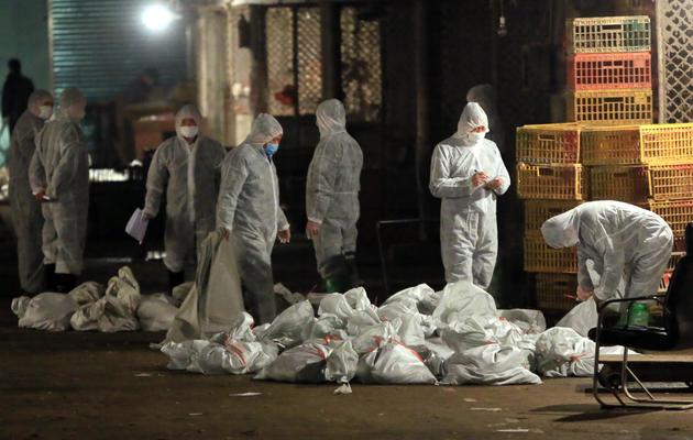 Des agents des services sanitaires collectent des sacs remplis de poulets morts sur un marché de Shanghaï, le 5 avril 2013 [ / AFP]