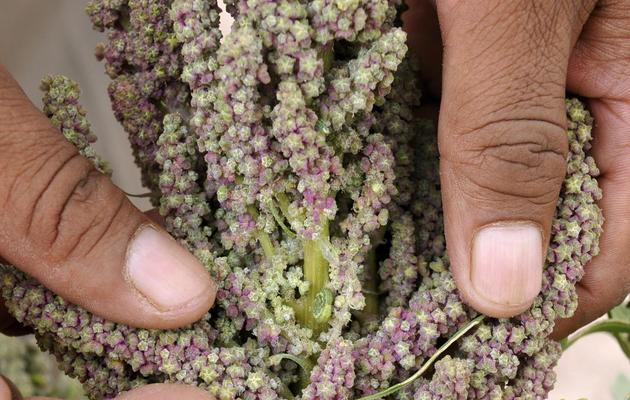 La plante du quinoa [Aizar Raldes / AFP/Archives]