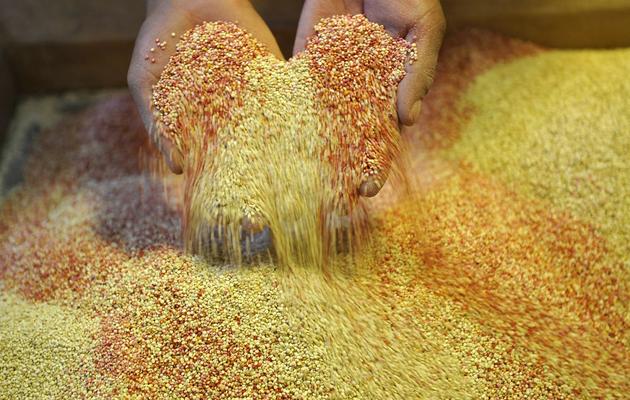 Du quinoa travaillé pour être transformé, le 15 février 2011, à Challapata, en Bolivie [Aizar Raldes / AFP/Archives]