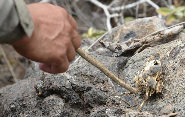 Un rat mort trouvé sur l'île de Pinzon, dans l'archipel des Galapagos, le 8 décembre 2012 [Rodrigo Buendia / AFP]